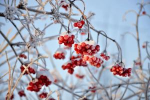 Major Snow: The Wisdom of Preservation, The Promise of Renewal